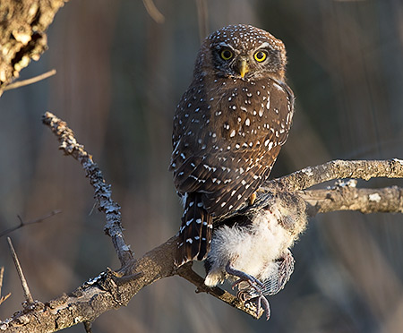 Pearl-spotted Owlet